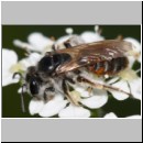 Andrena ventralis - Sandbiene w02b 10mm - det.jpg